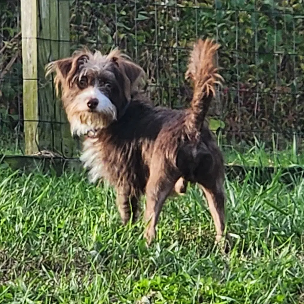 Rufus - Shih Tzu