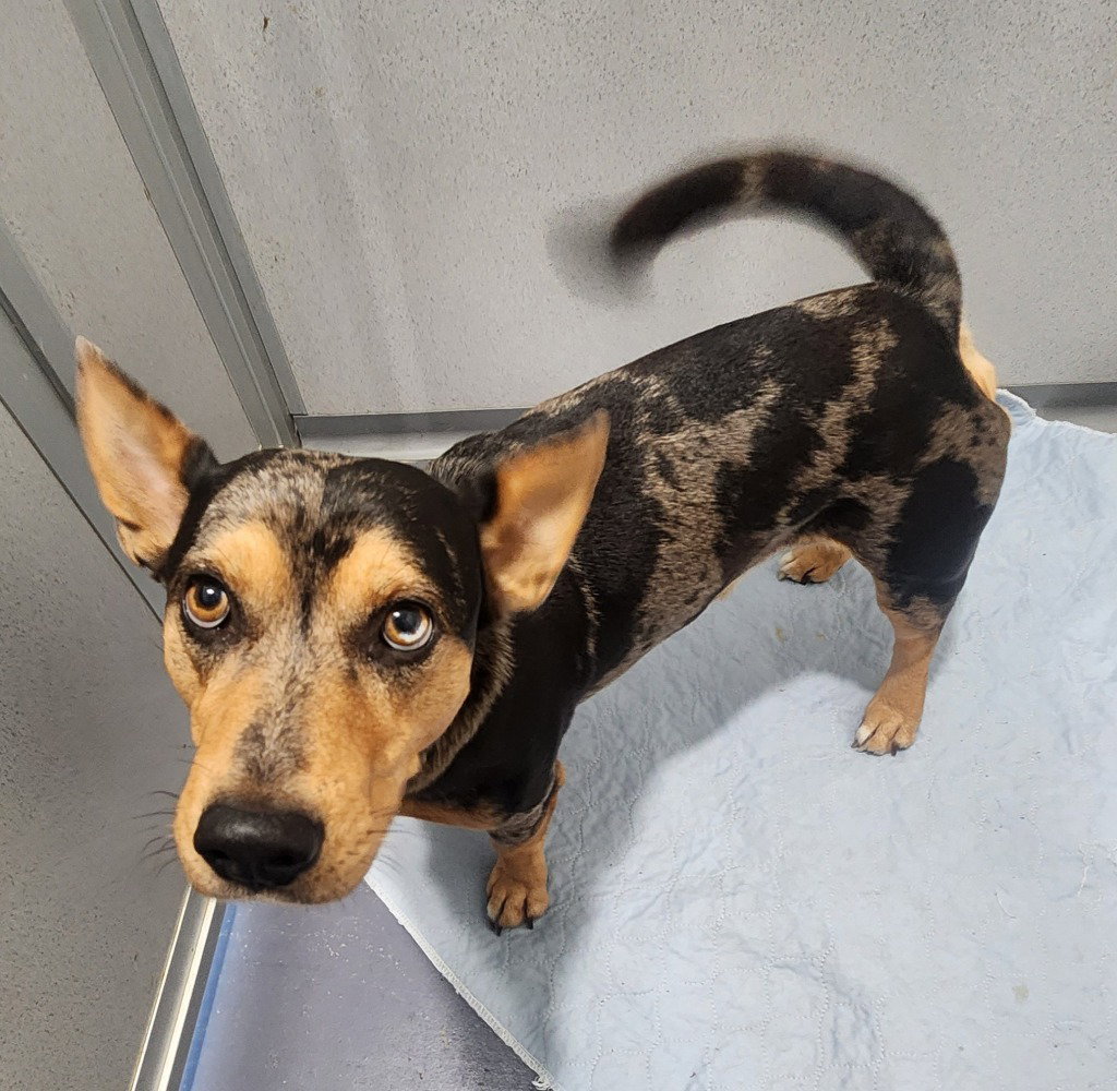 Ash