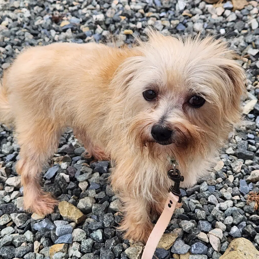 Selena - Shih Tzu