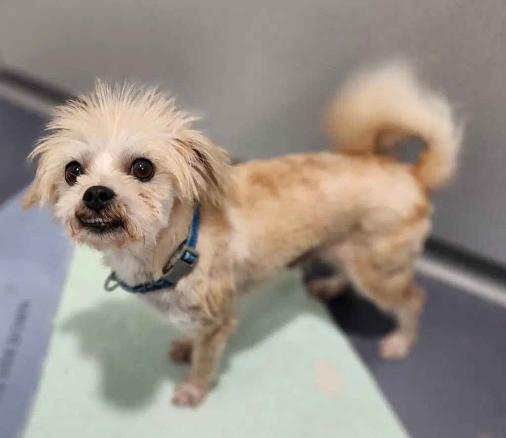 Wesley - Shih Tzu/Terrier