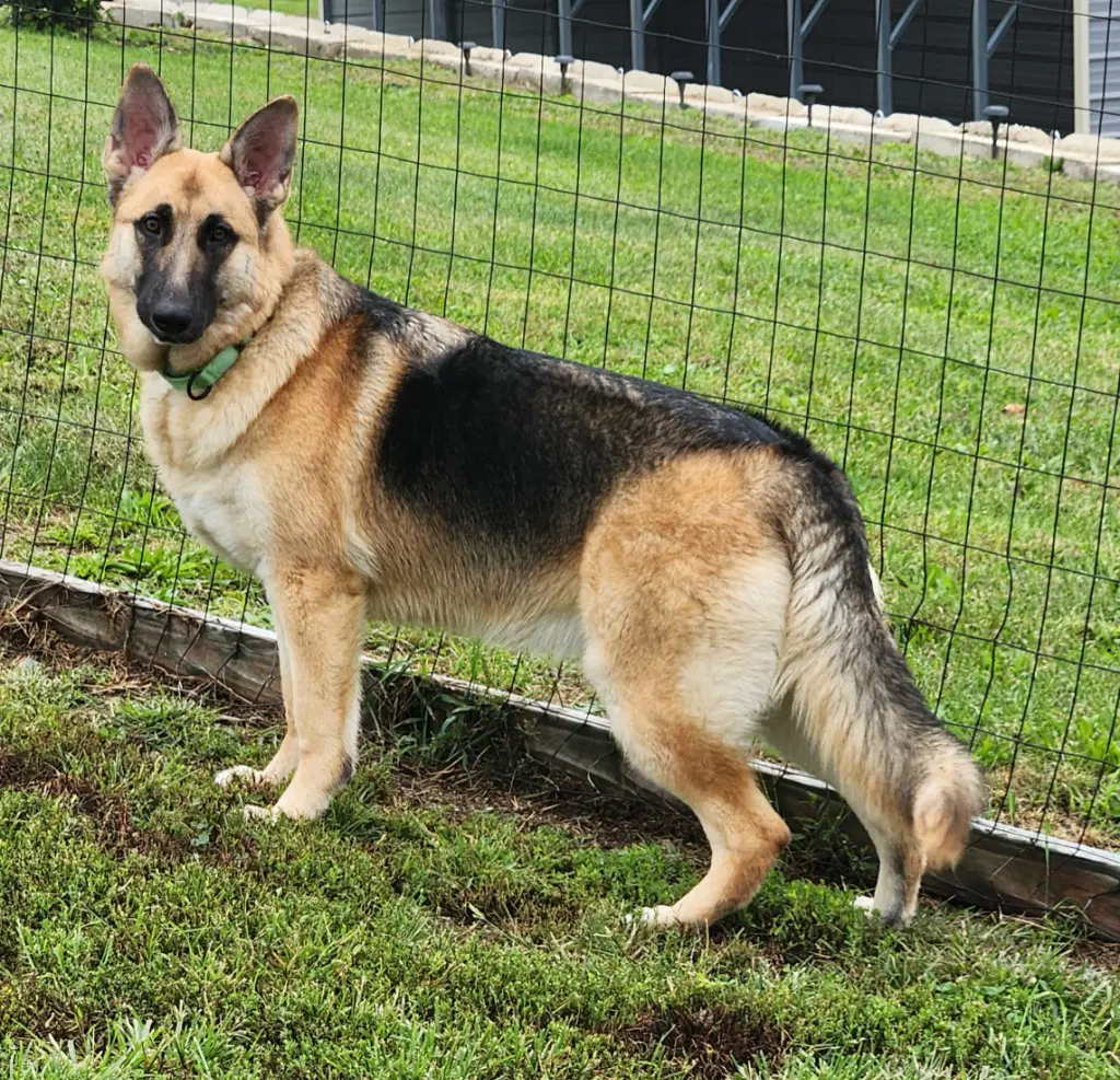 Bailey - German Shepherd Dog