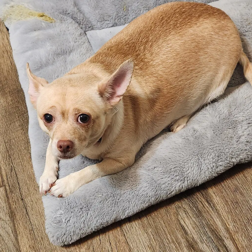 Deedee - Chihuahua