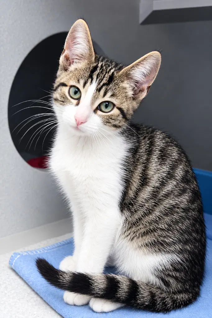 Jack - Domestic Short Hair