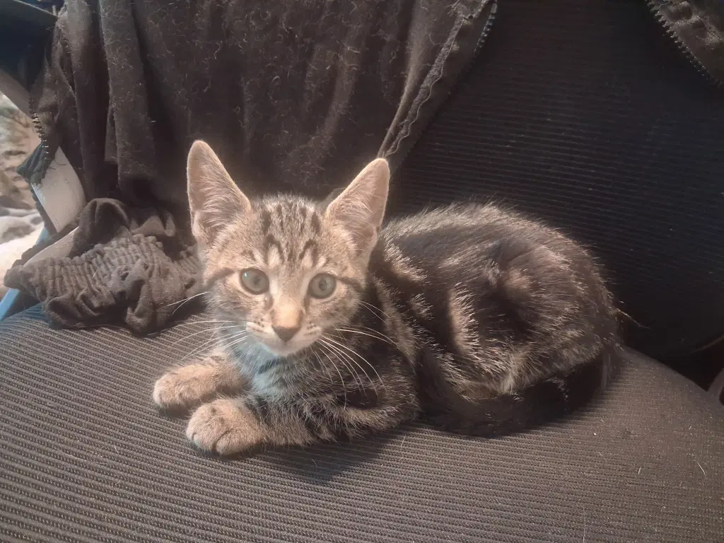 Manny - Domestic Short Hair