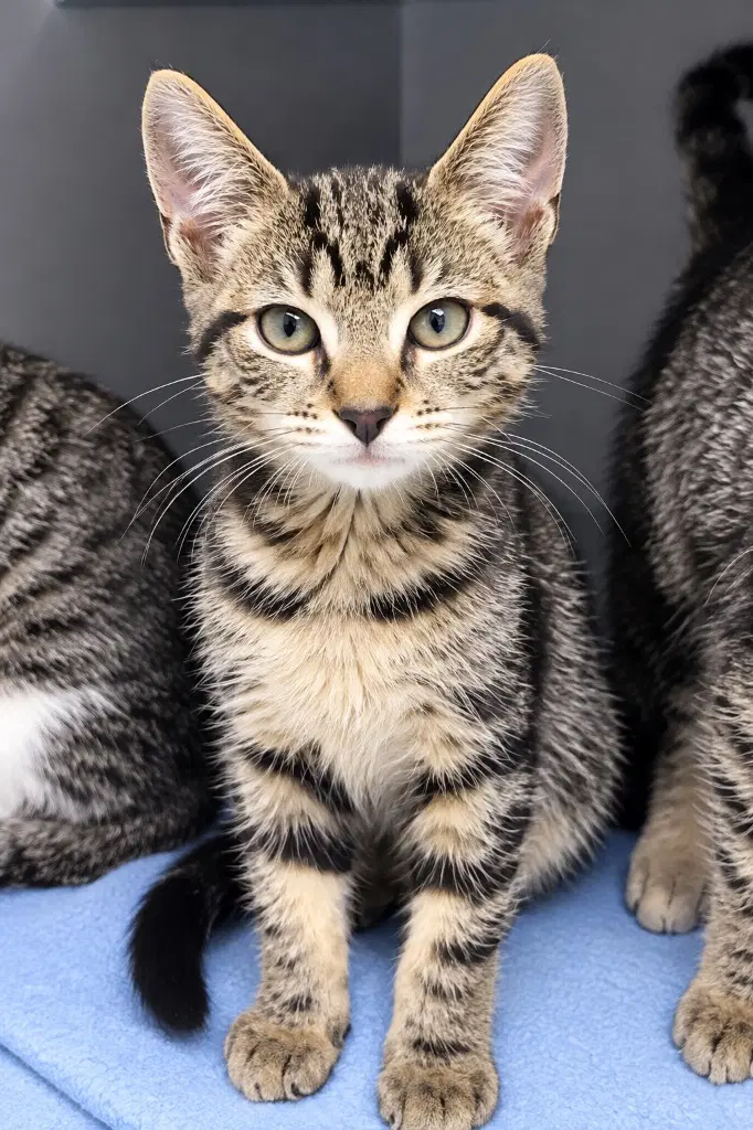 Manny - Domestic Short Hair
