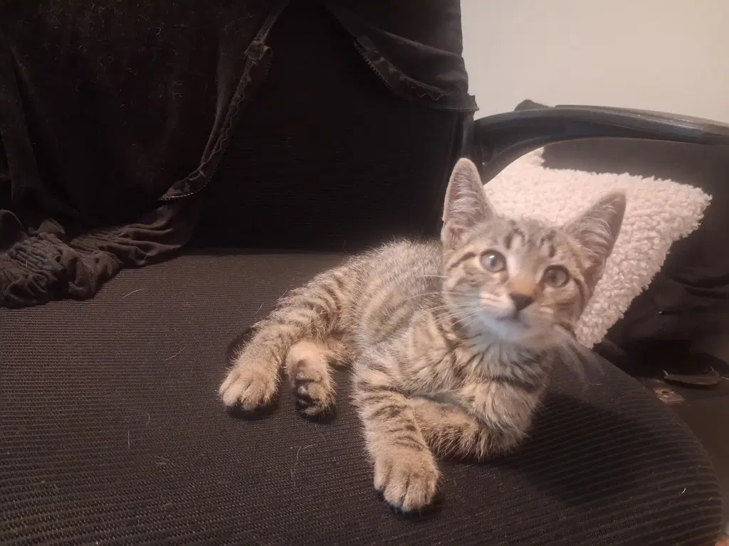Moe - Domestic Short Hair