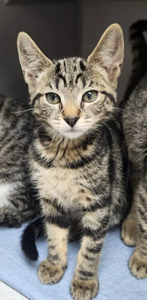 Moe - Domestic Short Hair