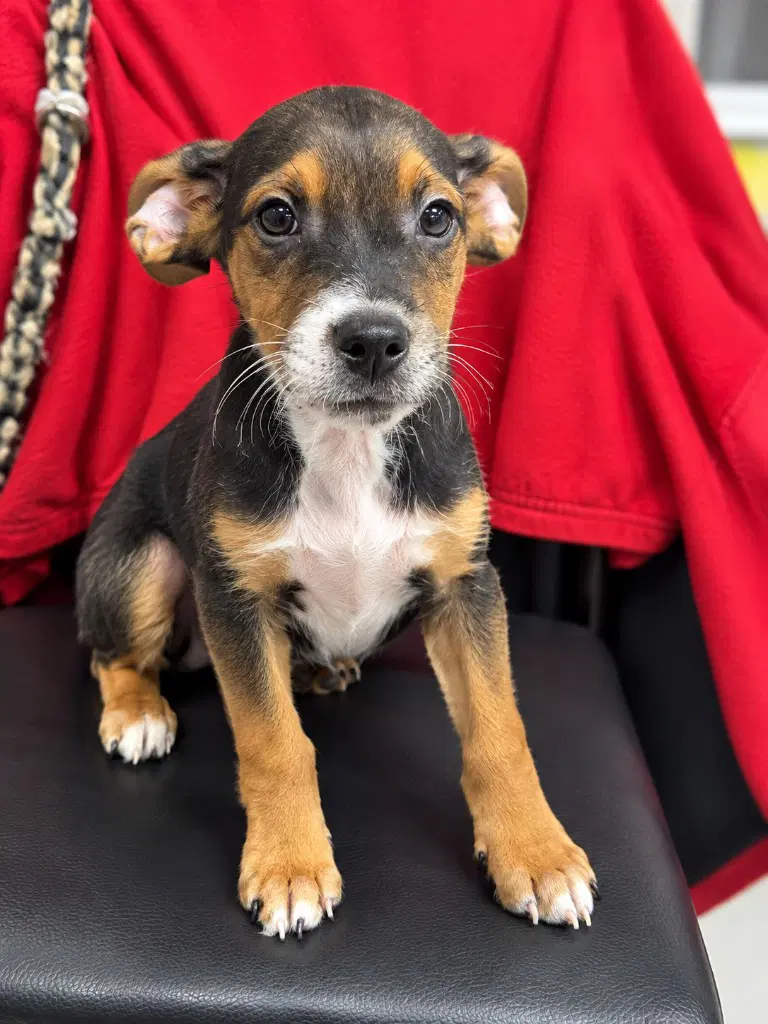Gomez - Terrier