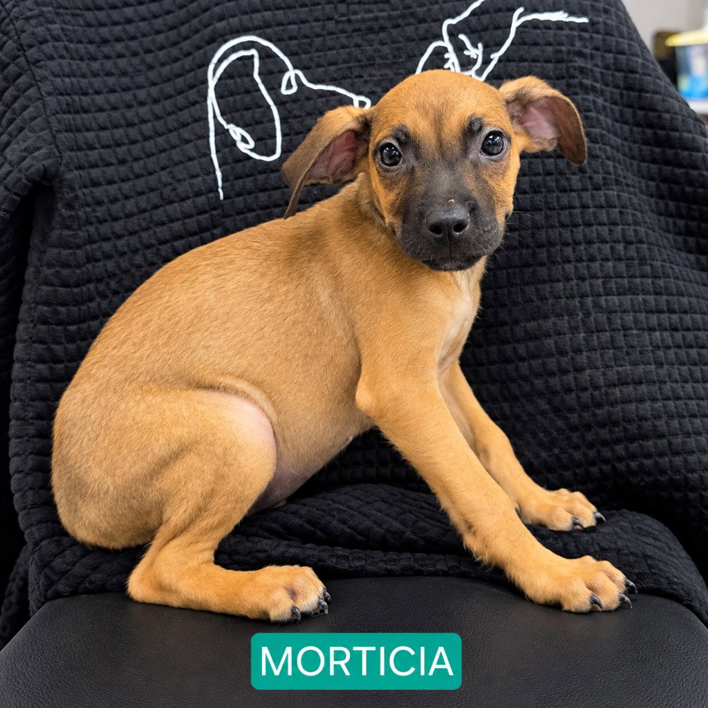 Mortica