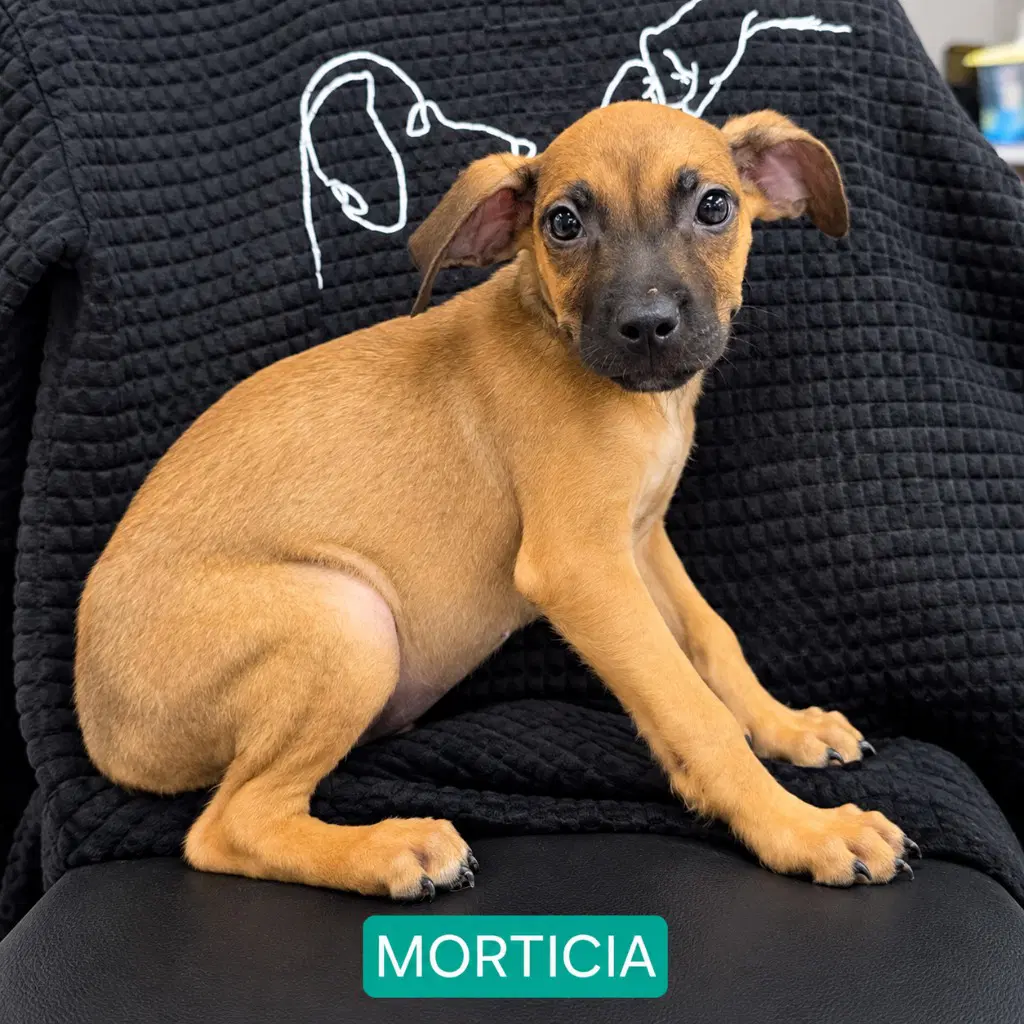 Mortica - Terrier