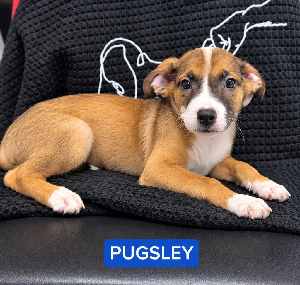 Pugsley