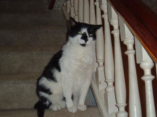 Simon