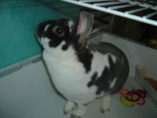 Spunky