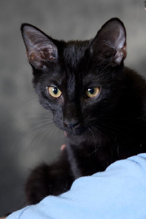 Hugo