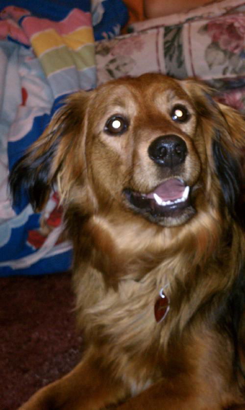 Scrappy