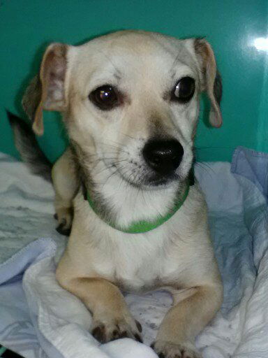 Sparky