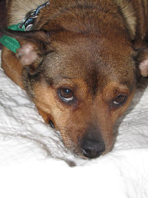 Snausage
