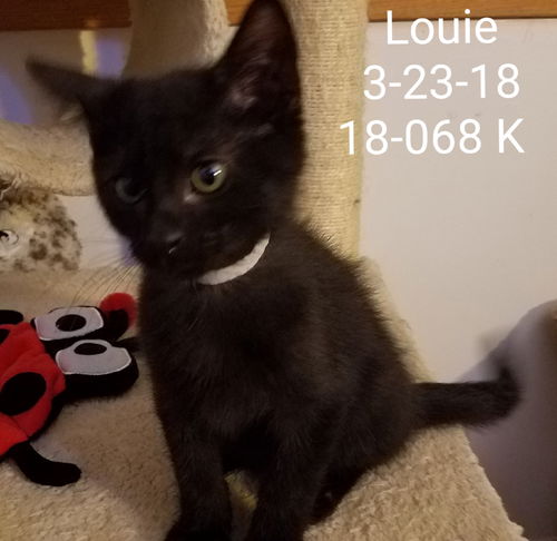 Louie