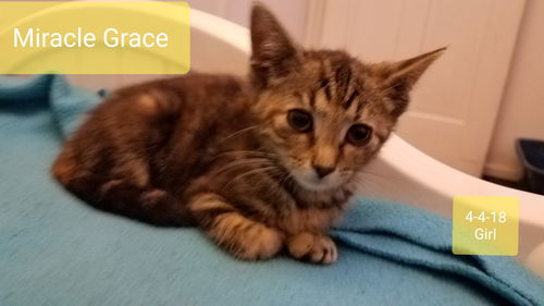 Miracle Grace