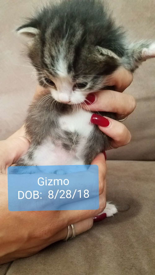 Gizmo