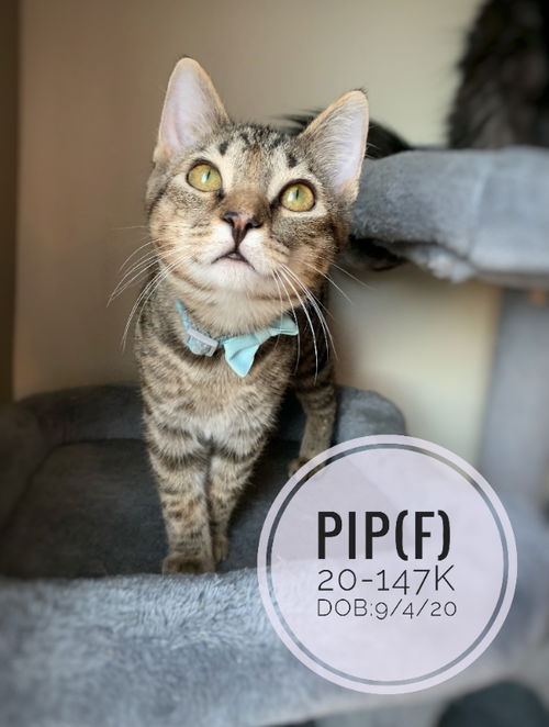 Pip