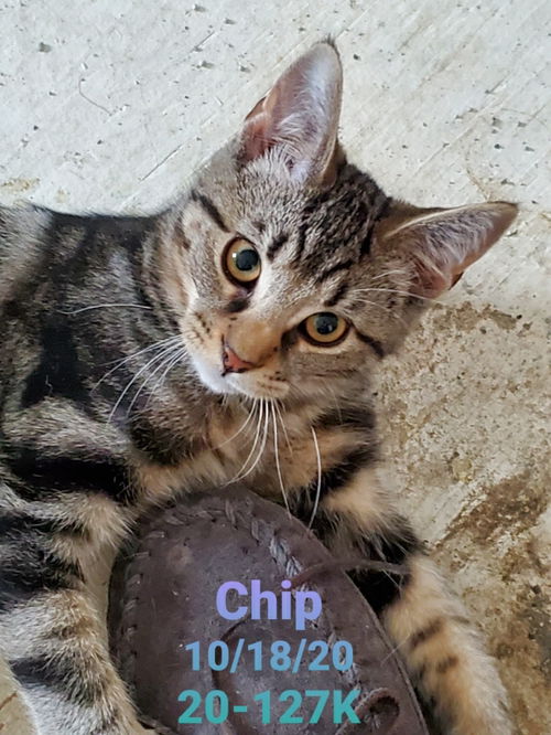 Chip