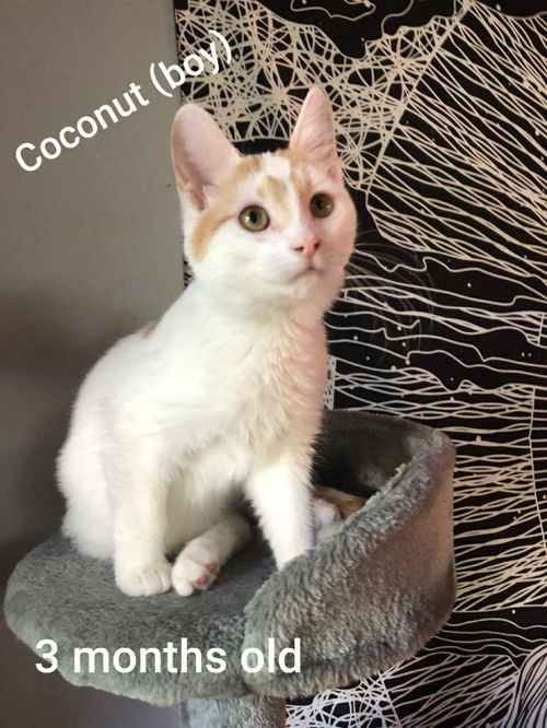 Coconut