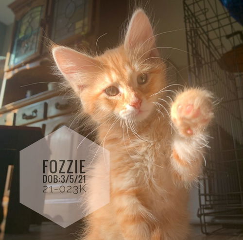 Fozzie