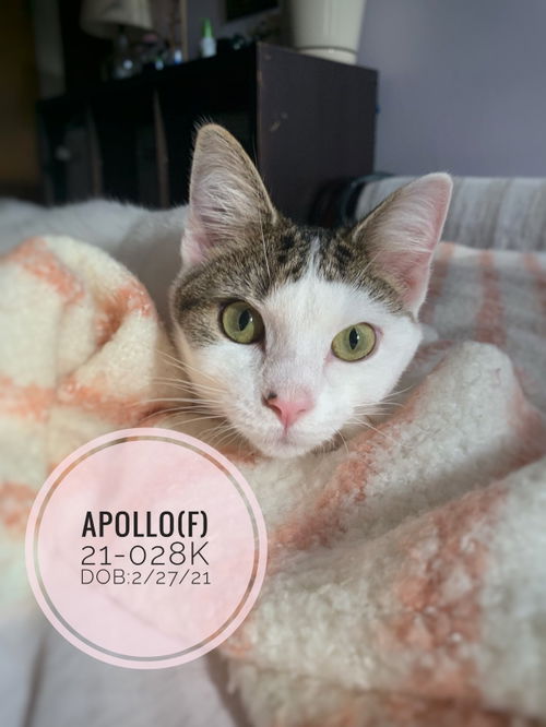 Apollo