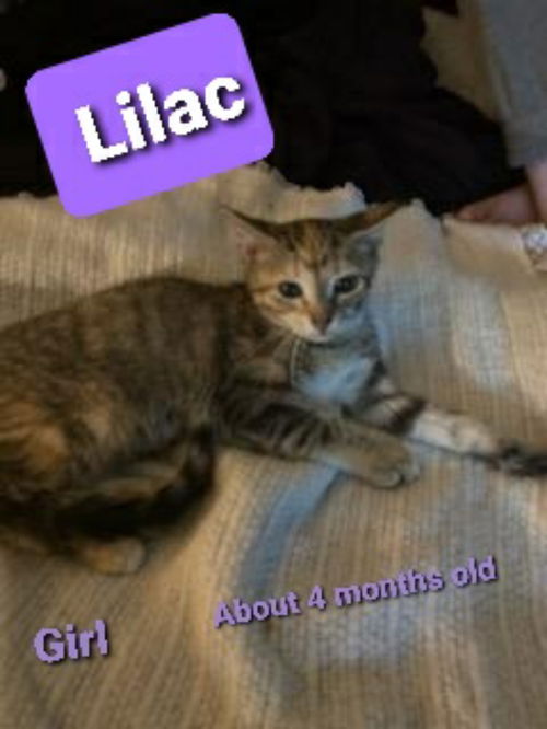 Lilac