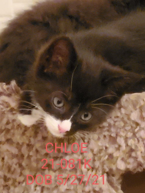 Chloe