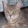 Cleo