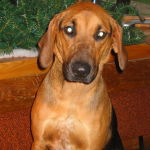 Clifford