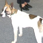 Cora