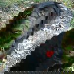 Shadow