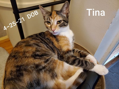 Tina