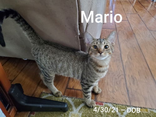 Mario