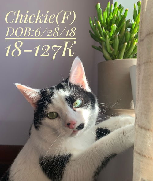 Chickie