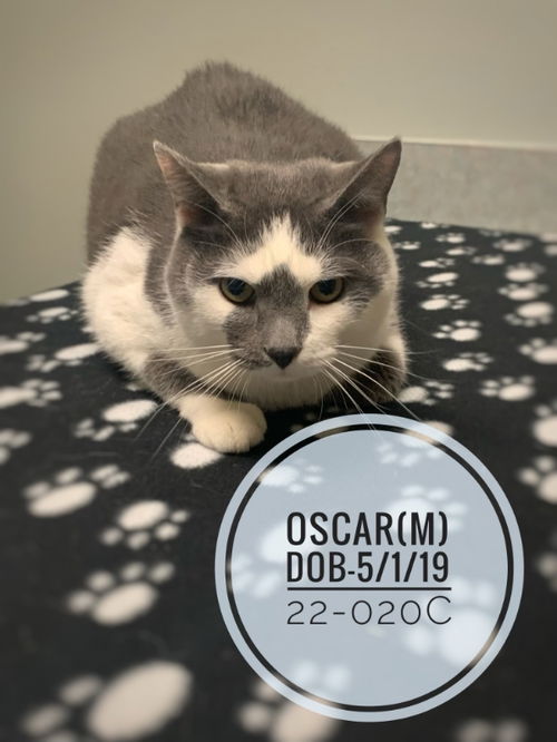 Oscar