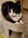 Stache