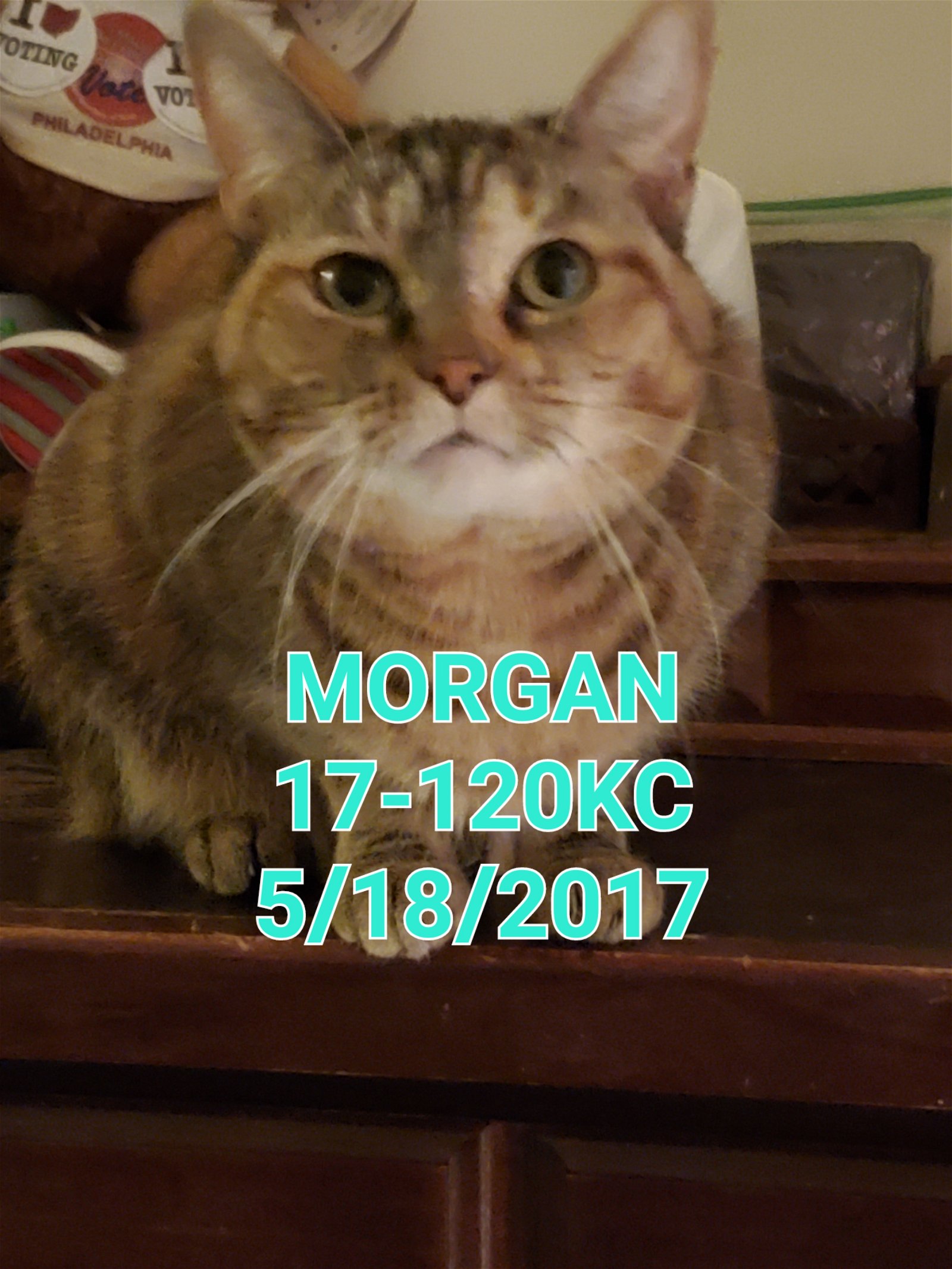 adoptable Cat in Canal Winchester, OH named Morgan