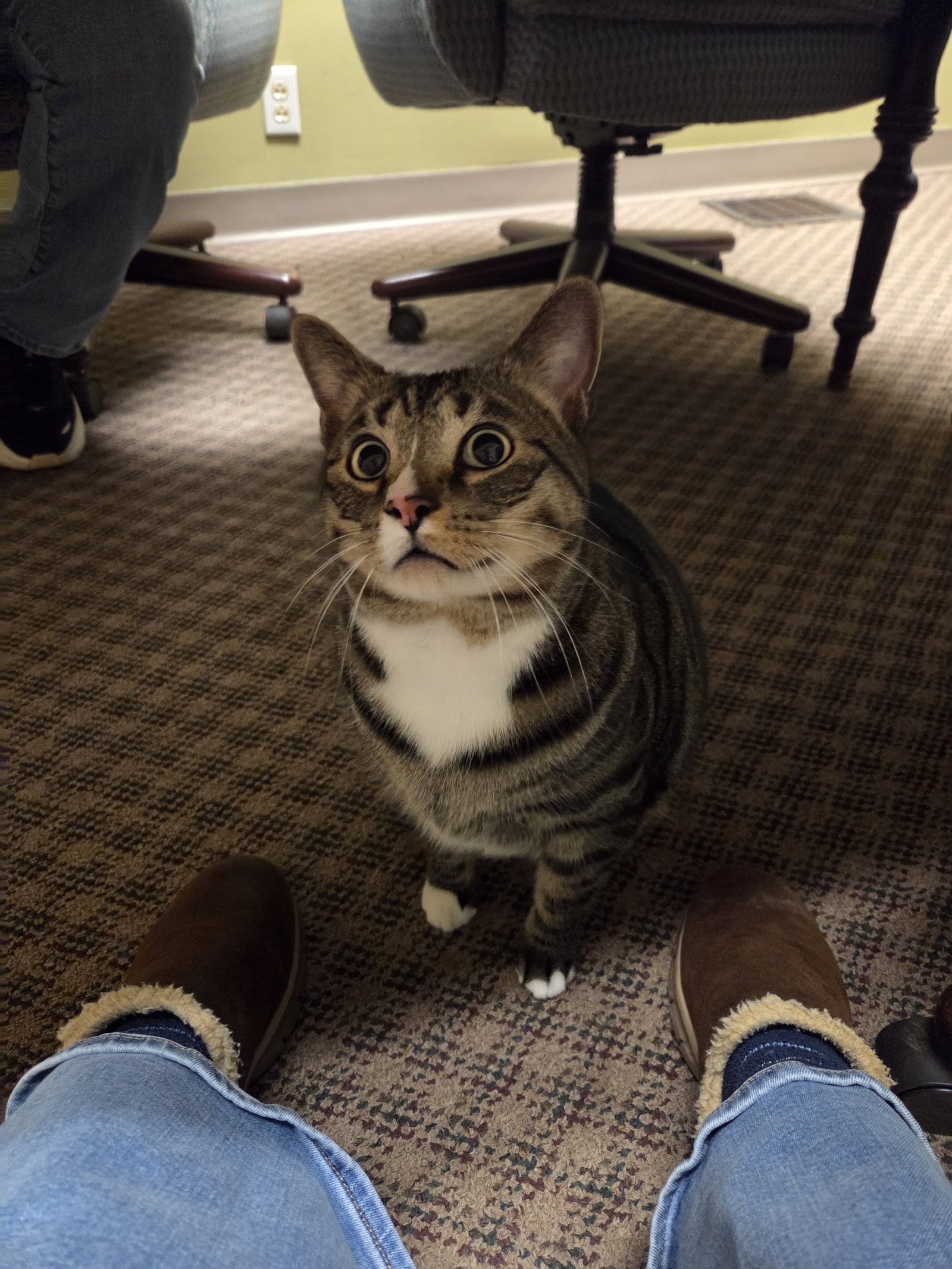 Wally Image