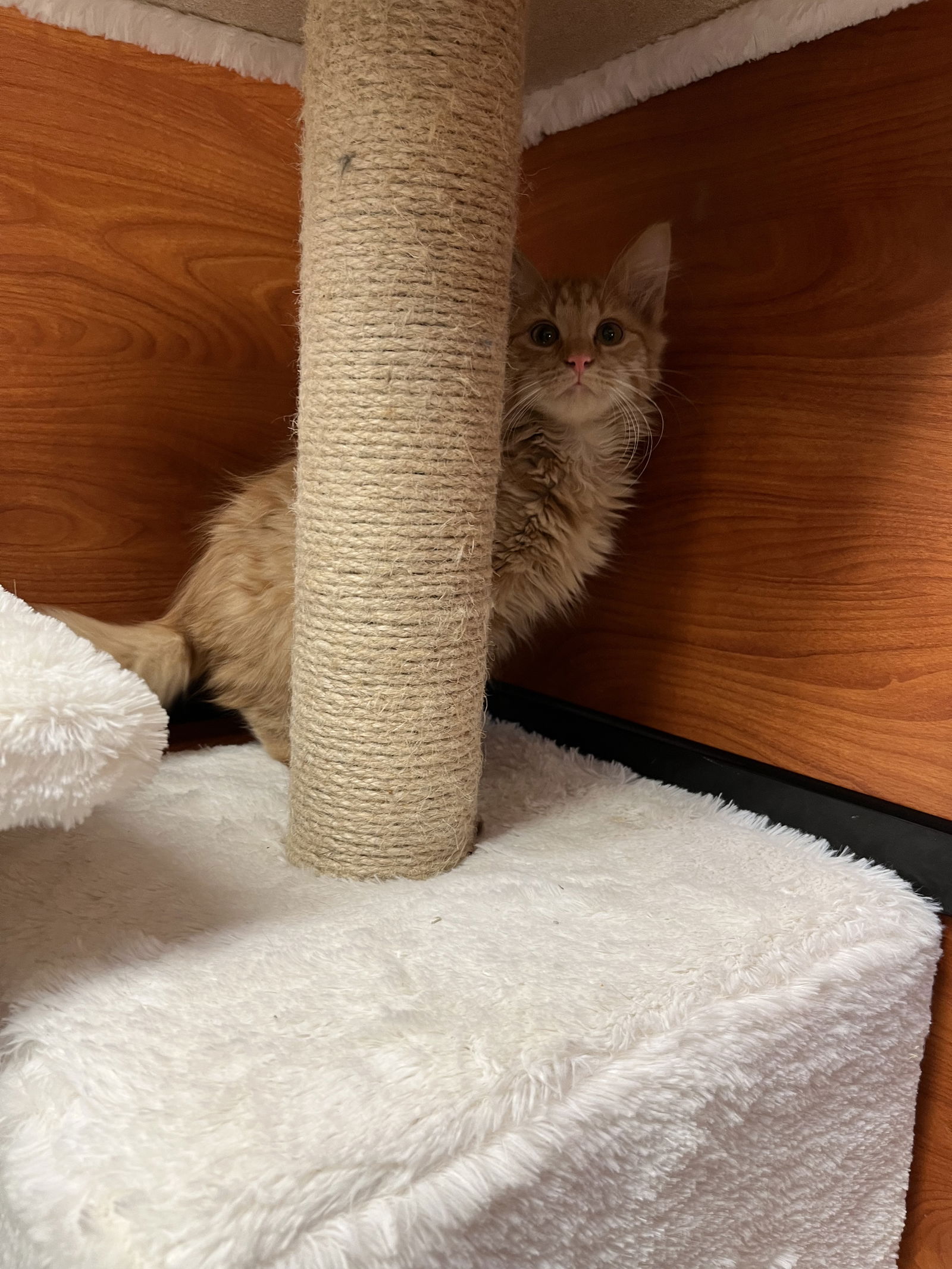 Cats for Adoption in Columbus, Ohio | Alpha Paw