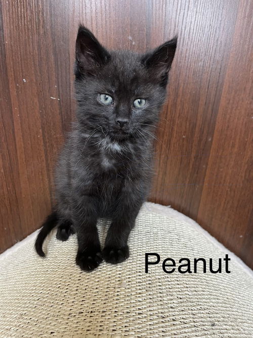 Peanut