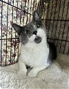 adoptable Cat in winchester, IN named Willow