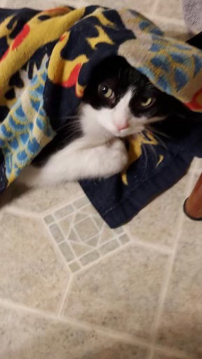 Moo