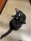 adoptable Cat in , OH named Mickey