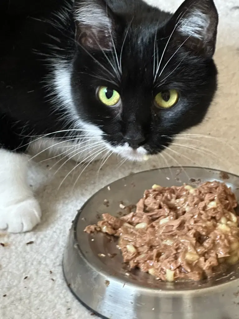 Lola - Domestic Short Hair