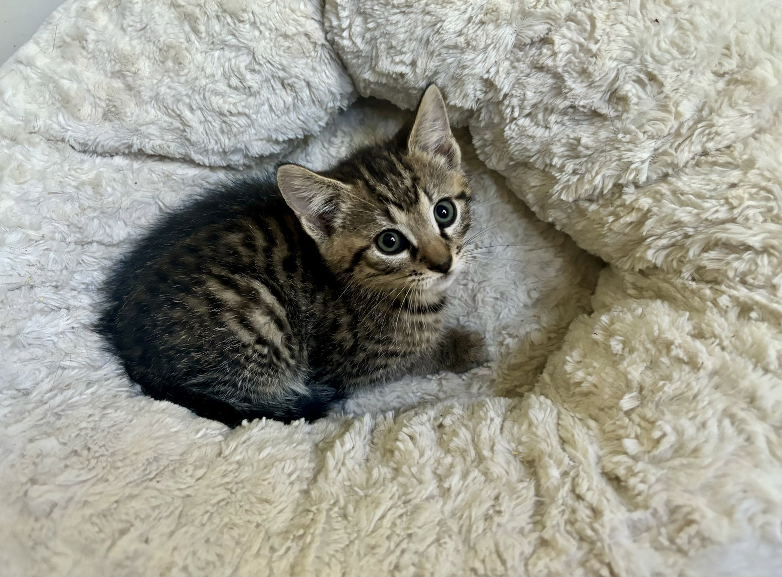 Cats for Adoption in Columbus Ohio Alpha Paw