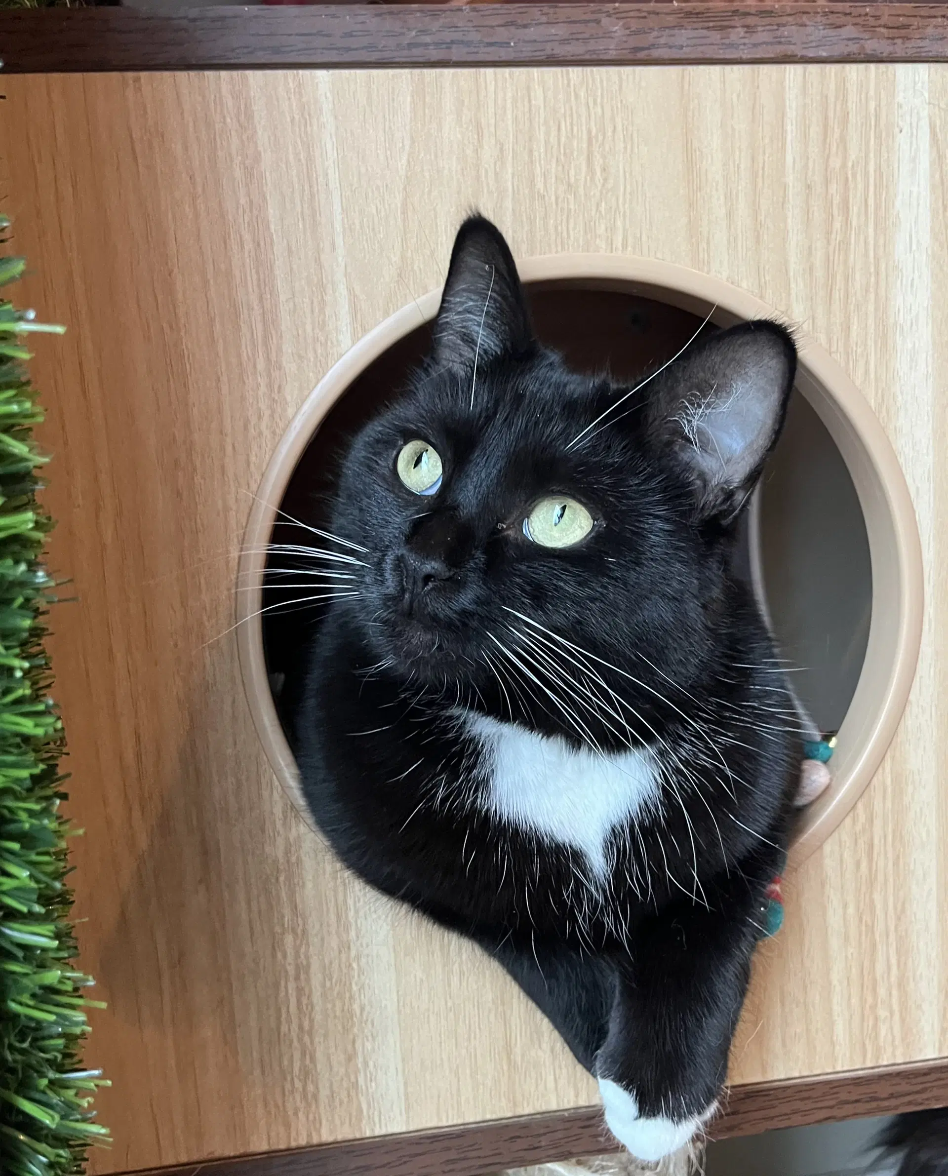 Raven - Tuxedo